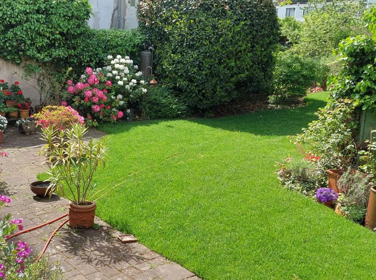 Frisch verlegter Rollrasen in einem Hausgarten mit Pflasterweg und blühenden Kübelpflanzen
