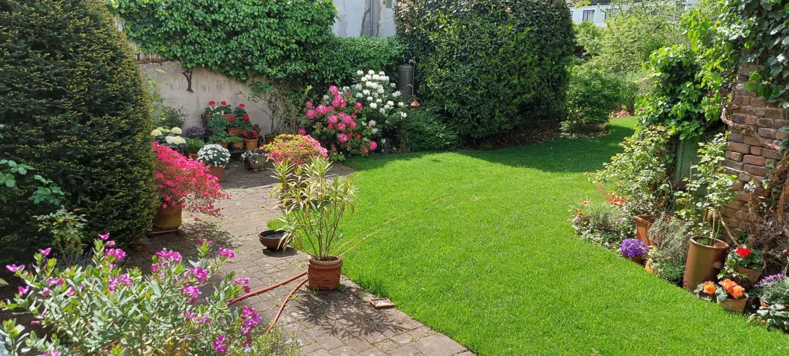 Frisch verlegter Rollrasen in einem Hausgarten, daneben ein Pflasterweg mit Kübelpflanzen